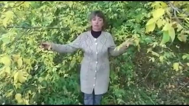 Листопад И.А.Бунина смотреть онлайн