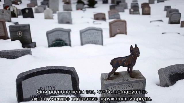 Как похоронить кошку и где правильно это сделать смотреть онлайн