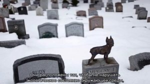 Как похоронить кошку и где правильно это сделать