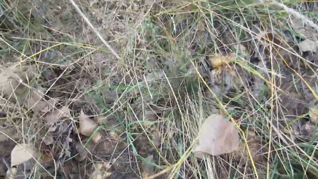 Валуи в лесополосе Павлодар смотреть онлайн