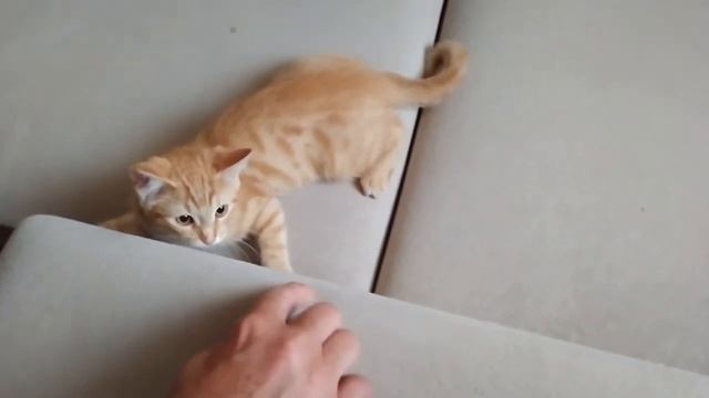 Отважный рыжий котенок играет и кусается. Смотреть весело смотреть онлайн