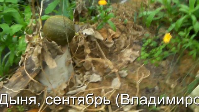 Сад и Огород, Дача - Дыня, выращивание сентябрь (Владимирская область, теплица) смотреть онлайн
