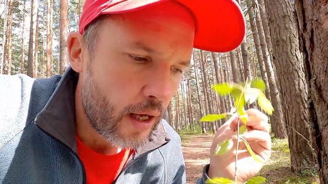 Самое крупное растение мира до недавнего времени. Почему дрожит осиновый лист? смотреть онлайн