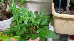 Урожай картошки на балконе! Огород на балконе! Вы такое видели?!