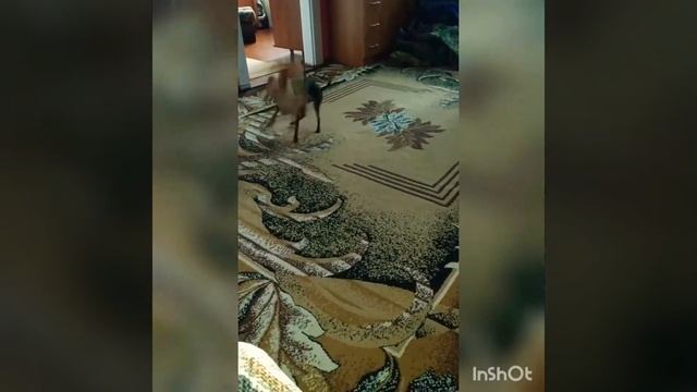 Той-терьерские скачки. Наша СОБАКА-САЙГАКА ??? смотреть онлайн