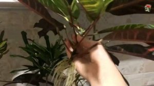 КРОТОН, ОБРЕЗКА и РАЗМНОЖЕНИЕ - особенности. Кротон Эксетер. Кротон Пунктатум. Кротон Филаделфия.