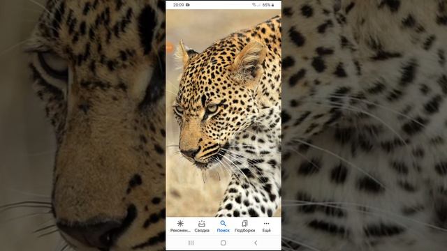 ягуар против леопарда,кто сильнее? смотреть онлайн