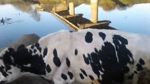 РАЗОБЛАЧАЮ ЗАГОВОР ПРОТИВ ЛПХ ХОМУТОВЫХ!