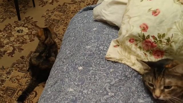 Кошки подрались, Рыжику прокусили шею... смотреть онлайн