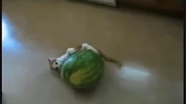 Котики водохлебы и купальщики смотреть онлайн
