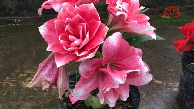 Double Dream Amaryllis A Beautiful Flower