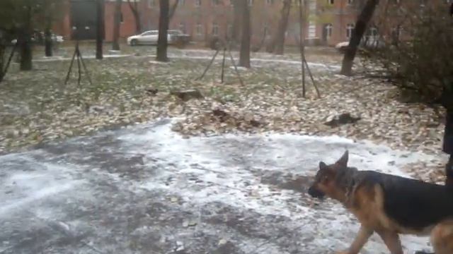 ОКД немецкая овчарка лакомство на земле экзамен смотреть онлайн
