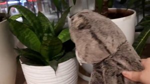 Вечер с Басиком!