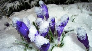 Футаж. Цветы на снегу 44