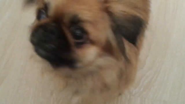 Пекинес попрошайка/Pekingese beggar смотреть онлайн