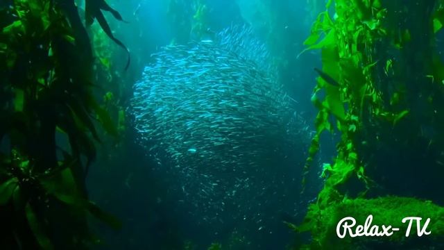 Релакс music relaxing sleep music медитации, i need relax#relaxing music relaxing sl смотреть онлайн
