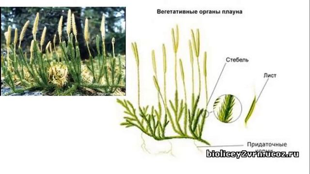 Урок №20 "Плауны" смотреть онлайн