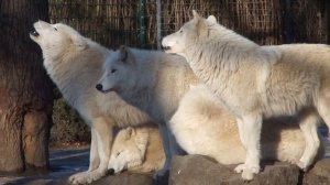 Howling Wolf - White Arctic Pack of Wolves howling together - Great Scene