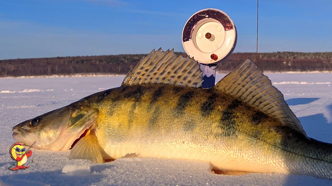 Судак в феврале. Лещара не влез в лунку. Рыбалка 2022. смотреть онлайн