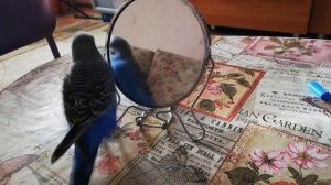 Попугай Риччи. Антошка, Антошка, пойдем копать картошку