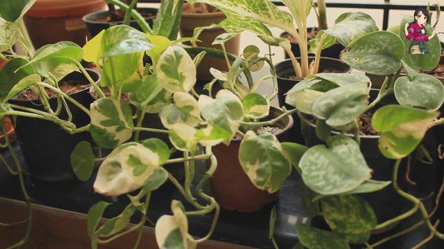 Silver Statin Pothos - A money plant variety || Care and Propagation in Tamil смотреть онлайн