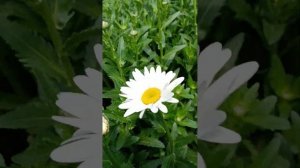ромашка в теплице