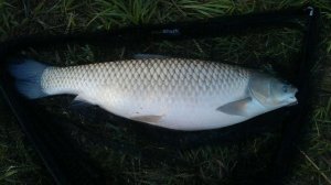 Топ 10 самых рыбных мест в Ростовской области