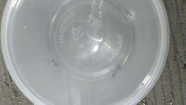 Компанотус Фаллакс◇, Первое дыхание колонии! смотреть онлайн