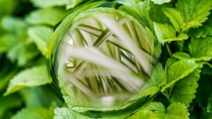 Какие комнатные растения безопасны для кошки