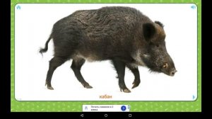 Карточки Домана " Животные".