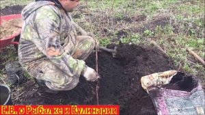 Сажаем черешню на своем участке.Как посадить саженец черешни.Посадка черешни.