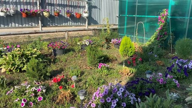 Конец августа . Жара под 40, погода сума сходит. Страдают растения 🌱 смотреть онлайн