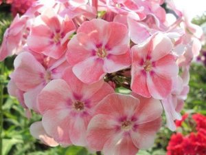 Флокс Алиса Фрейндлих