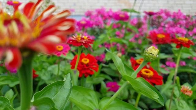 Цветы у тещиного дома смотреть онлайн