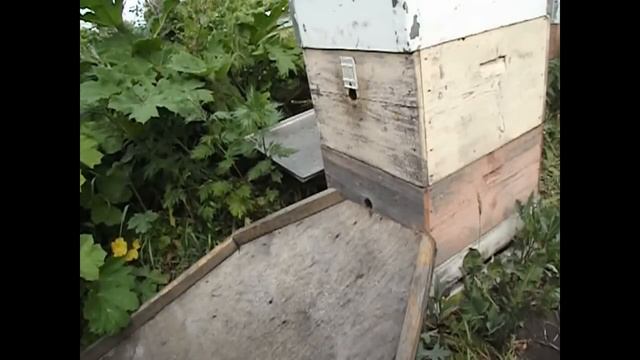 12 или 10 рамочный дадан с магазинами - и мед получить и роения не бояться смотреть онлайн