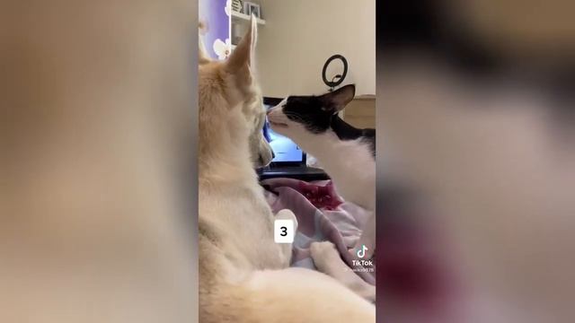 Эпичный кусь  не устоявший перед собакой кот до слез рассмешил Сеть