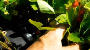 Альпийская земляника. Сорт Александрия. Плодоношение 2020 год