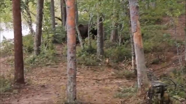 В Кировской области медведь напал на мужчину смотреть онлайн