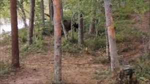 В Кировской области медведь напал на мужчину