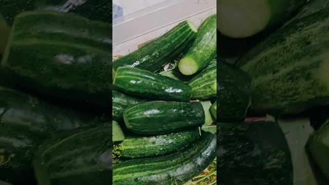 Огурчики солененькие? смотреть онлайн