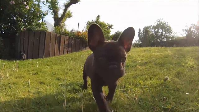 French Bulldog puppy Digit Meeting with Nikki смотреть онлайн