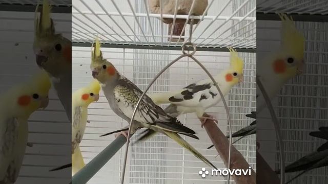 #harizma_ptichka Бронирование птенецов корелл + и -