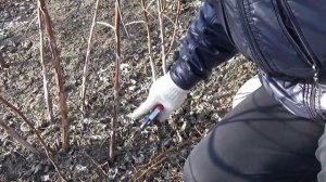 Обрезка ремантантной  малины на Кубани