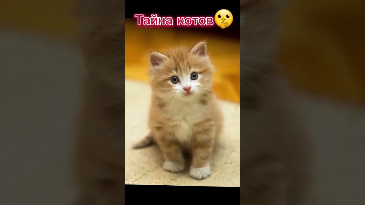 А что если.....#shorts смотреть онлайн