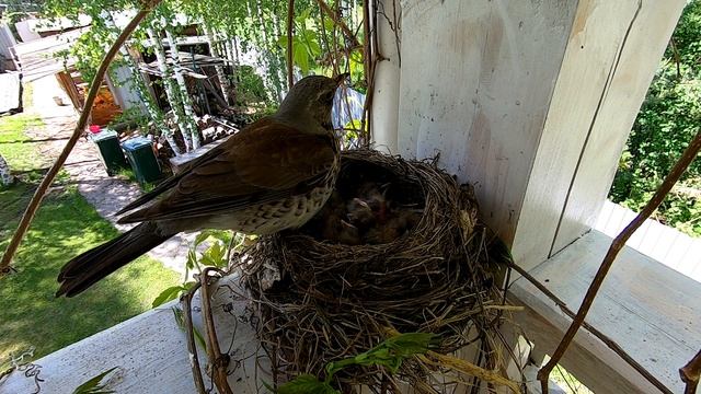 Дрозд - от яйца до птенца // Blackbird - from egg to chick смотреть онлайн