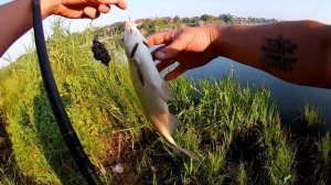 Лучшая приманка на карася леща и карпа,Рыбалка на карася и леща,насадка на карася