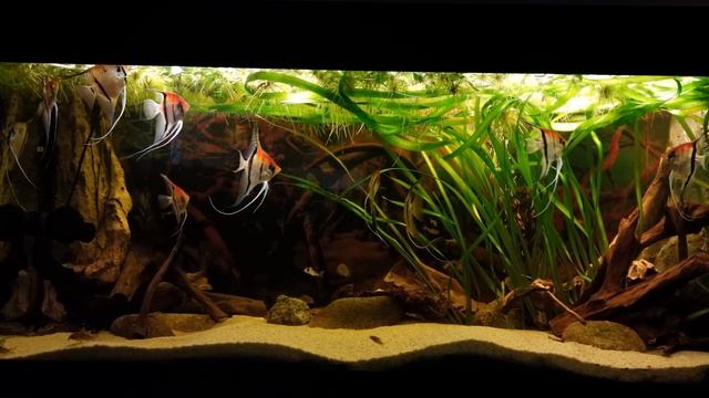 P. scalare Manacapuru & Rio Nanay plus Keyhole Chiclids - June 2023 смотреть онлайн