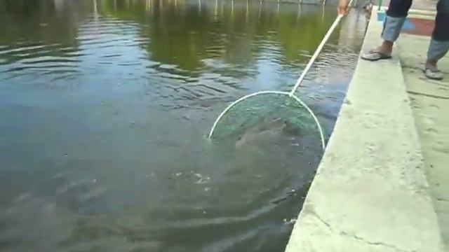 Рыбалка в Тайланде Паттайя 000