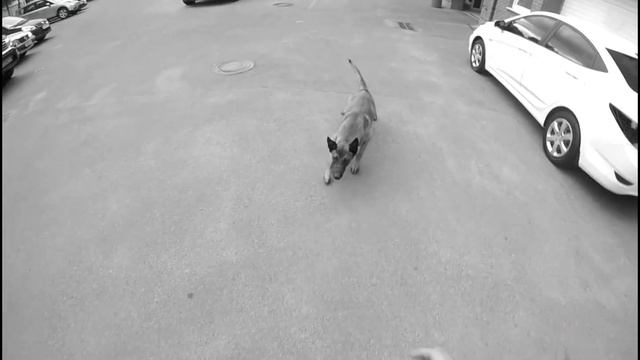 Malinois Atak, Задержание Бельгийськой овчаркой смотреть онлайн