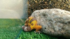 Эублефар. Самая милая ящерица. Уход, кормление и содержание  леопардового геккона в террариуме.